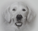 portraitzeichnung hund